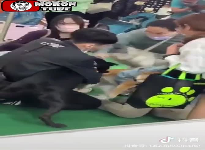 Video :A pit bull strikes a helpless canine